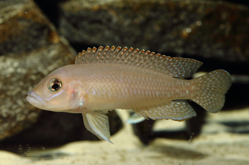 Neolamprologus sp. 'ventralis kasanga' Chituta Bay